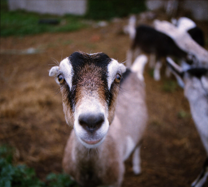 Film photograph of goat, barn